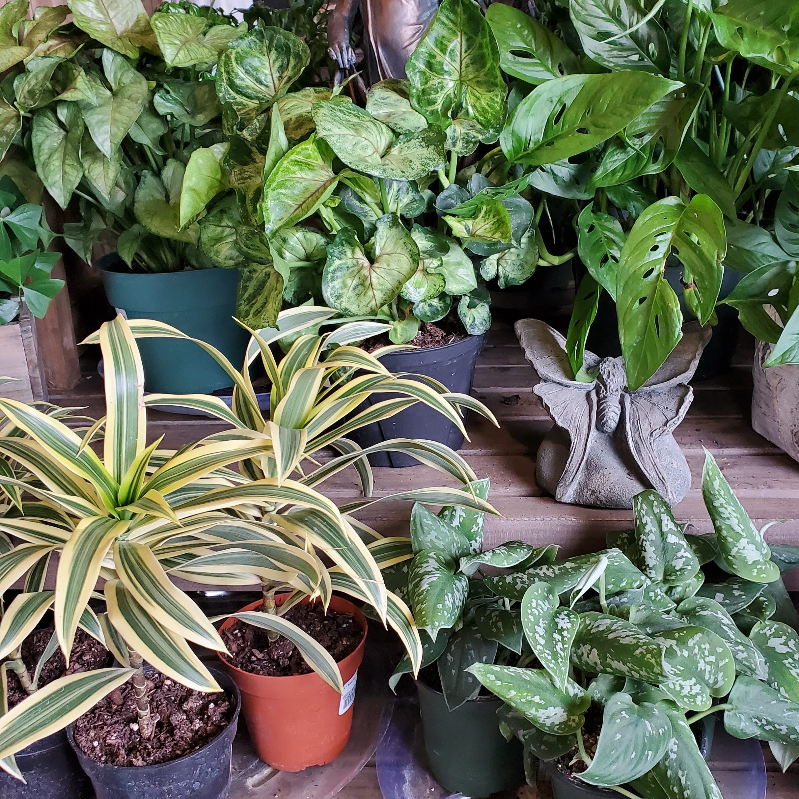 https://www.growhausmn.com/blog/wp-content/uploads/2022/04/Houseplants-scaled.jpg